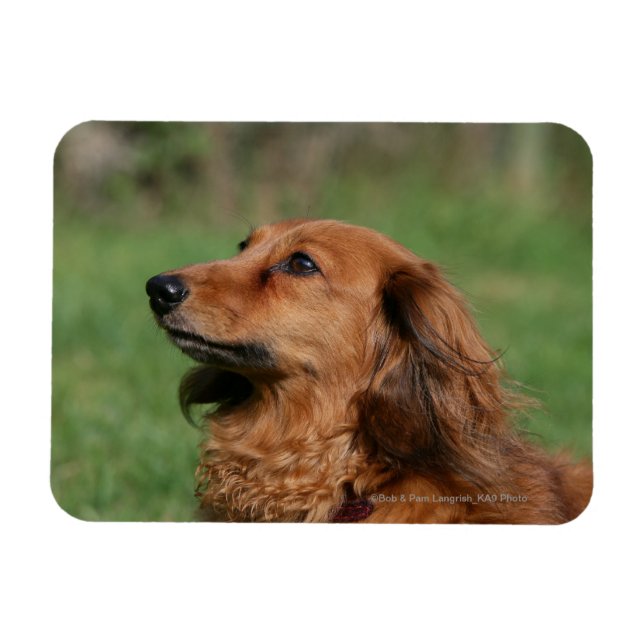 Magnet Flexible Dachshund miniature à cheveux longs 2 (Horizontal)
