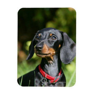 Magnet Flexible Dachshund miniature à poil lisse 3