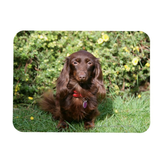 Magnet Flexible Dachshund miniature Brown aux cheveux longs (Horizontal)