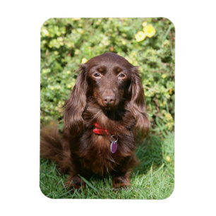 Magnet Flexible Dachshund miniature Brown aux cheveux longs