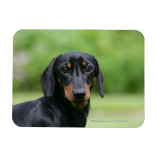 Magnet Flexible Dachshund noir et tan Miniture 1