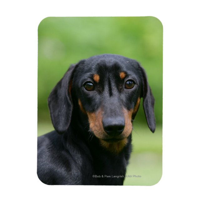 Magnet Flexible Dachshund noir et tan Miniture 1 (Vertical)