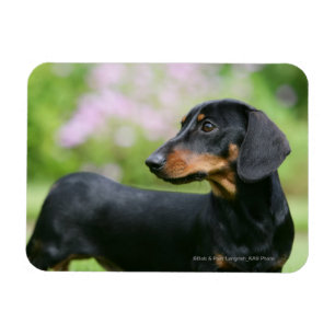 Magnet Flexible Dachshund noir et tean Miniture 2