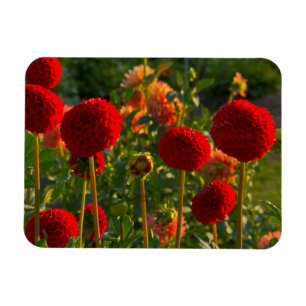 Magnet Flexible Dahlies, ferme de dahlias, Canby, Oregon, États-Un