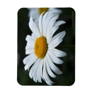 Magnet Flexible Daisy - Face vers le haut