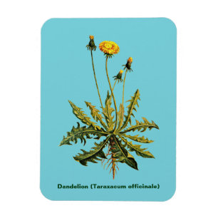 Magnet Flexible Dandelion Sur Bleu