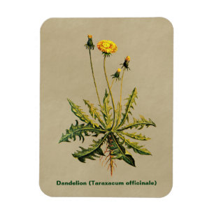 Magnet Flexible Dandelion Sur Vieux Papier