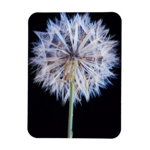 Magnet Flexible Dandelion (Taraxacum Officinale)