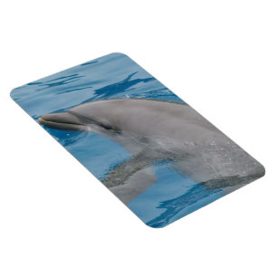 Magnet Flexible Dauphin glissant dans de l'eau bleu vif