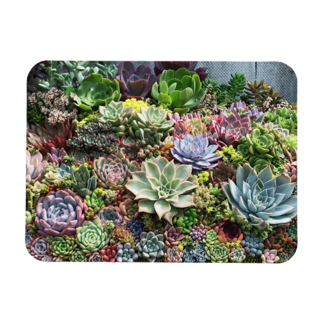 Magnet Flexible De beaux succulents (Horizontal)