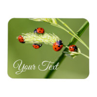 De mignons petits coccinelles donnent chance et fo