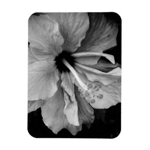 Magnet Flexible Dépliant de l'Hibiscus