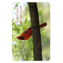 Des cardinaux apparaissent quand les anges sont pr