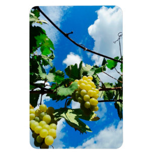 Magnet Flexible Des grappes de raisins mûres contre l'arrière - pl