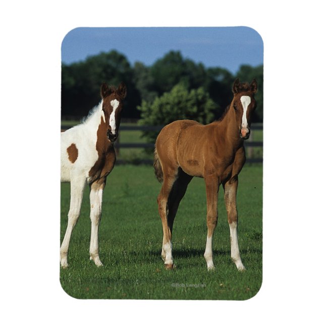 Magnet Flexible Des poulains arabes debout dans le champ de Grassy (Vertical)