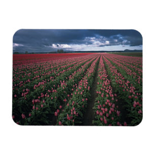 Magnet Flexible Des tulipes roses vives et rouges brillent sous un