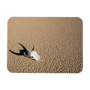 Magnet Flexible Deserts   Cow Skull on the Desert Ground