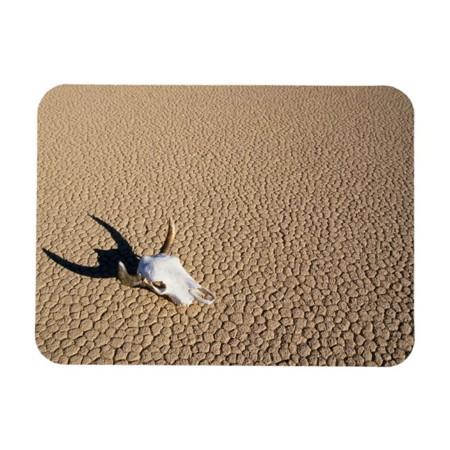 Magnet Flexible Deserts | Cow Skull on the Desert Ground (Horizontal)