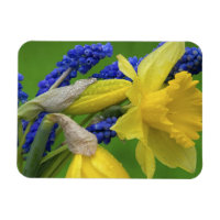 Détail des fleurs de jonquille et de jacinthe. Cré
