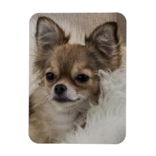 Magnet Flexible Détente du Chihuahua gâté