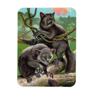 Magnet Flexible Deux Aye-Ayes dans un arbre à Madagascar Vintage