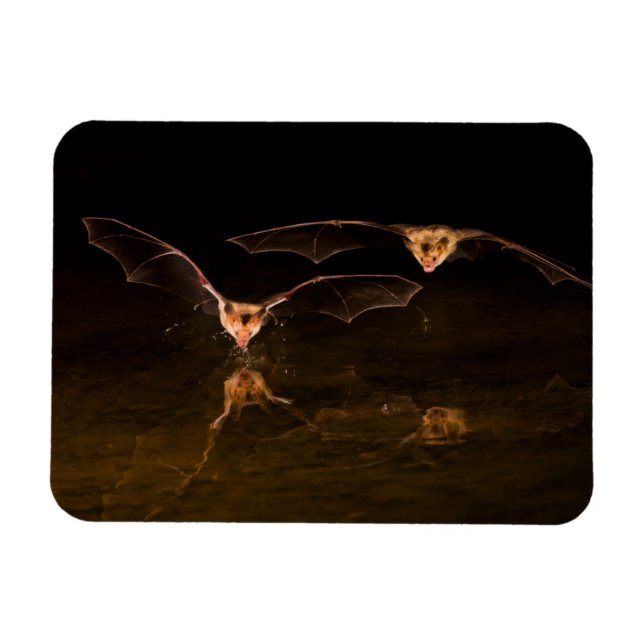 Magnet Flexible Deux chauves-souris volant au-dessus de l'eau, Ari (Horizontal)
