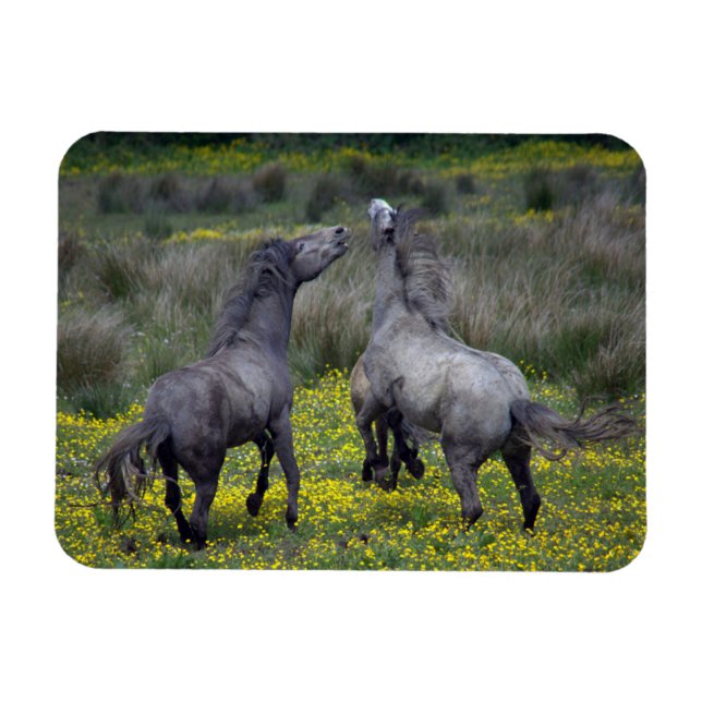 Magnet Flexible Deux chevaux Buck and Play (Horizontal)