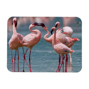 Magnet Flexible Deux fois Lesser Flamingos