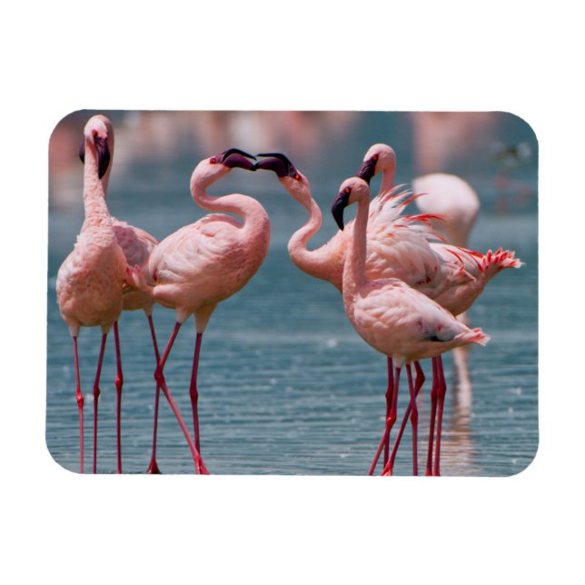Magnet Flexible Deux fois Lesser Flamingos (Horizontal)