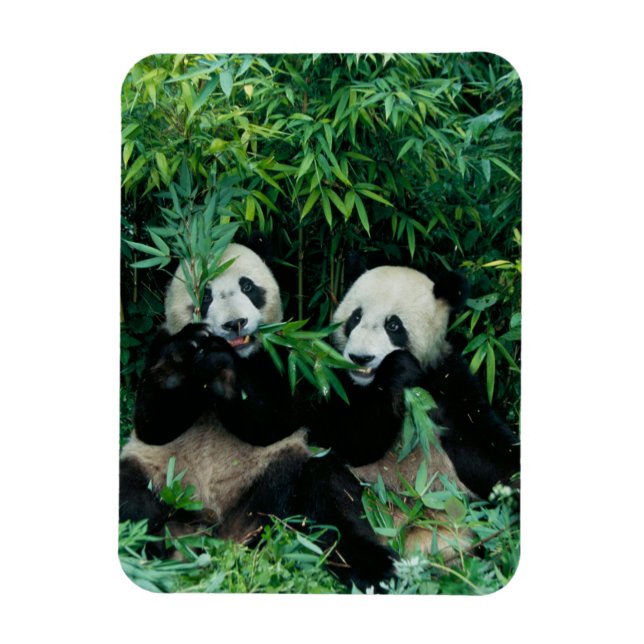 Magnet Flexible Deux pandas mangeant du bambou ensemble, Wolong (Vertical)