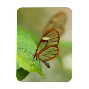 Magnet Flexible Deux papillons ailés en verre
