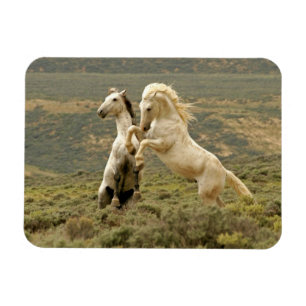 Magnet Flexible Deux Stallions sauvages combattent