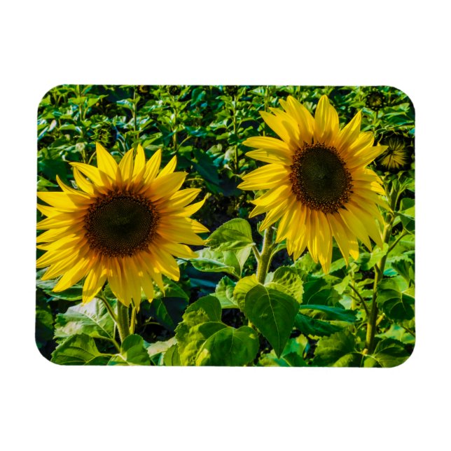 Magnet Flexible Deux tournesols (Horizontal)