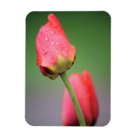 Deux tulipes roses
