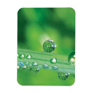 Magnet Flexible Dew Drop on Green Grass Meditation