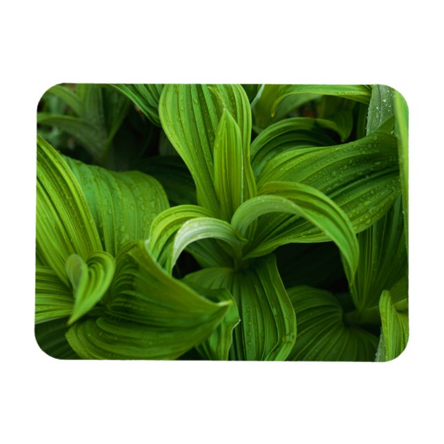 Magnet Flexible Dewdrops sur une fausse Helabore (Horizontal)