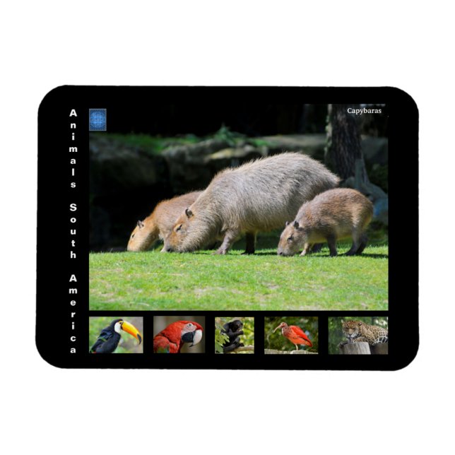 Magnet Flexible Divers animaux d'Amérique du Sud (Horizontal)