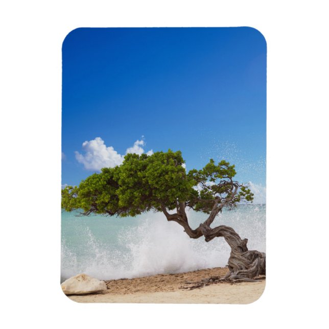 Magnet Flexible Divi Divi Tree, Eagle Beach, Aruba, Caraïbes (Vertical)