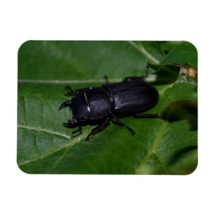 Magnet Flexible Dorcus parallelipipedus, le moindre dendroctone du