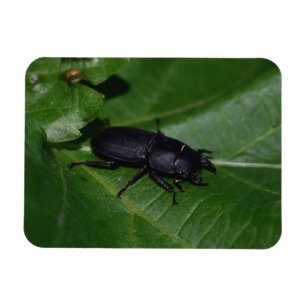 Magnet Flexible Dorcus parallelipipedus, le moindre dendroctone du