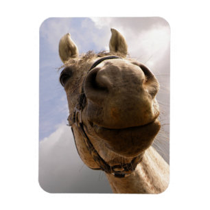 Magnet Flexible Drôle Cheval Gris Nez Gros Plan