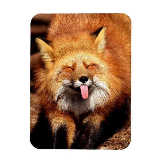 Magnet Flexible Drôle Fox Sticking It's Tongue Out (Vertical)