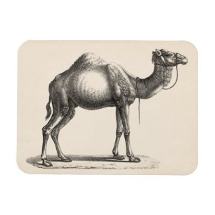 Magnet Flexible Dromedary Sketch