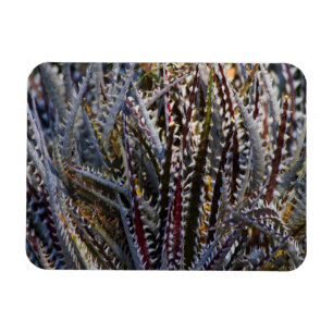 Magnet Flexible Dyckia délice