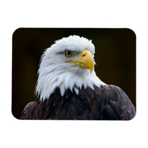 Magnet Flexible Eagle chauve américain