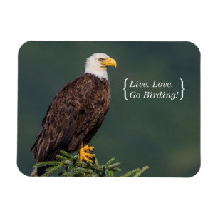 Magnet Flexible Eagle chauve majestueux