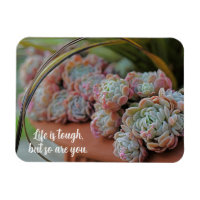 Echeveria Rose La vie succulente est difficile