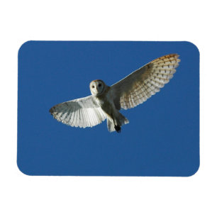 Magnet Flexible Effraie des clochers en vol de jour