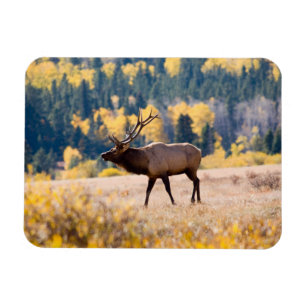 Magnet Flexible Élan dans le parc national de Rocky Mountain, Colo