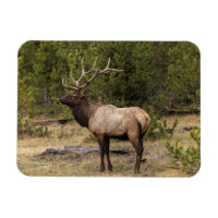 Élan mâle Parc national de Yellowstone, Wyoming